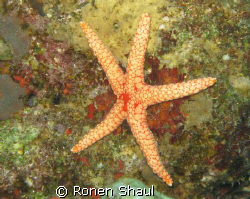 The star of the red sea...
Eilat, Coral Beach.
Shot wit... by Ronen Shaul 